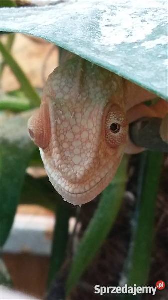 sprzedam kameleon lamparci tamatave Częstochowa