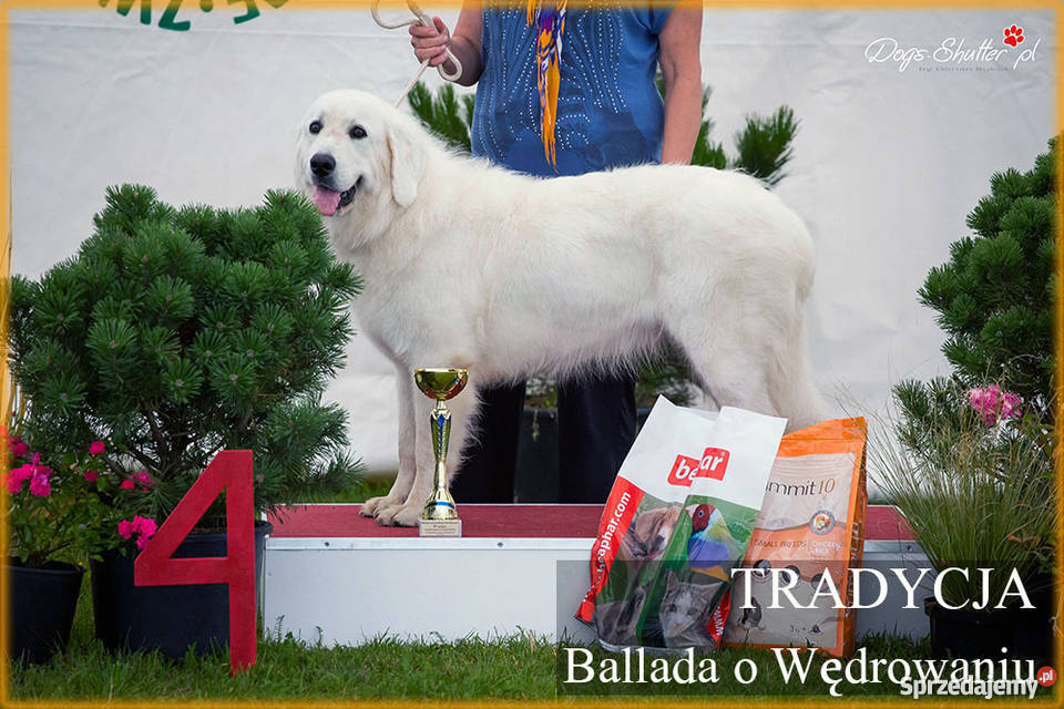 Owczarek podhalański szczenięta rodowód FCI Bark