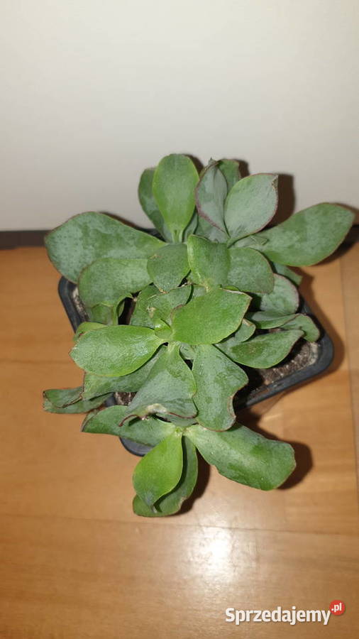 Grubosz Arborescens undulatifolia Blue Hale Warszawa