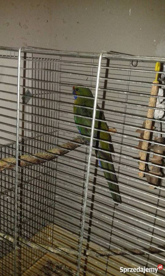 Rozella Kaledonska mazowieckie Dębnica