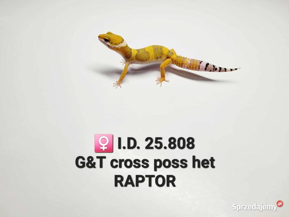 Gekony lamparcie Zawiercie