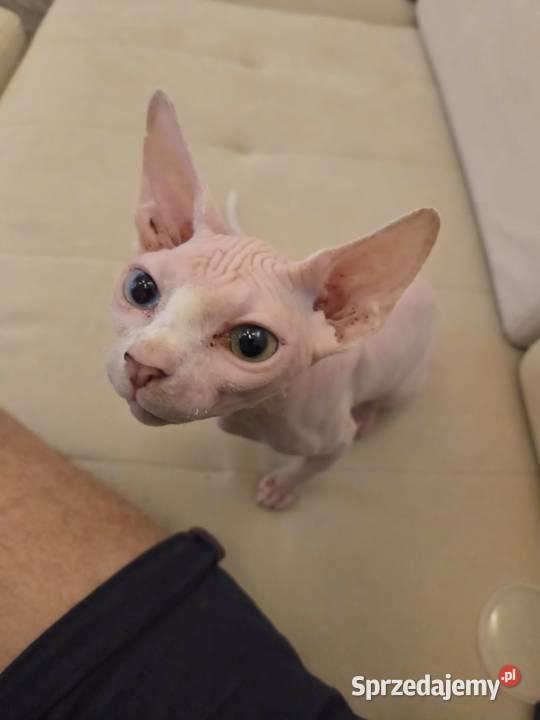 Sfinks kanadyjski z heterochromia śląskie Katowice