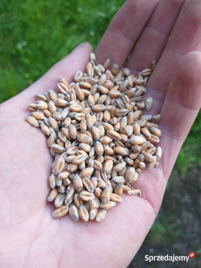 Pszenica ozima na sprzedaż Kałuszyn sprzedam