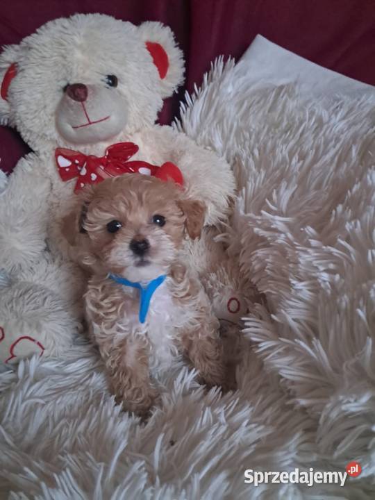 Maltipoo piesek mama maltańczyk tata pudel toy Pozostałe Busko-Zdrój sprzedam