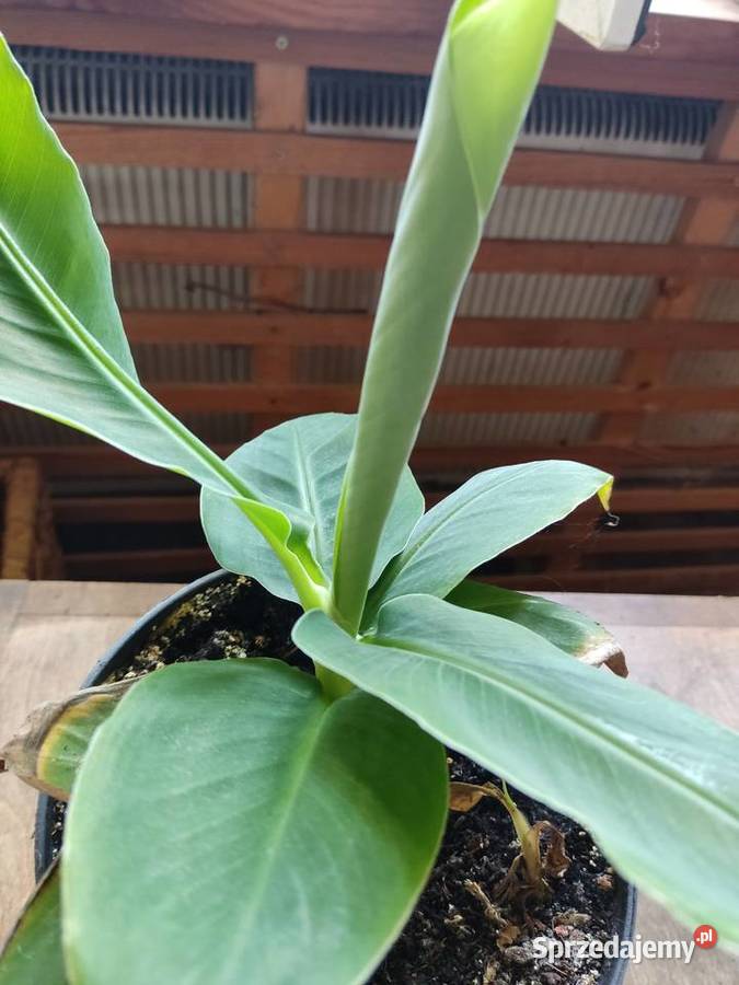 Bananowiec roślinka duże liście