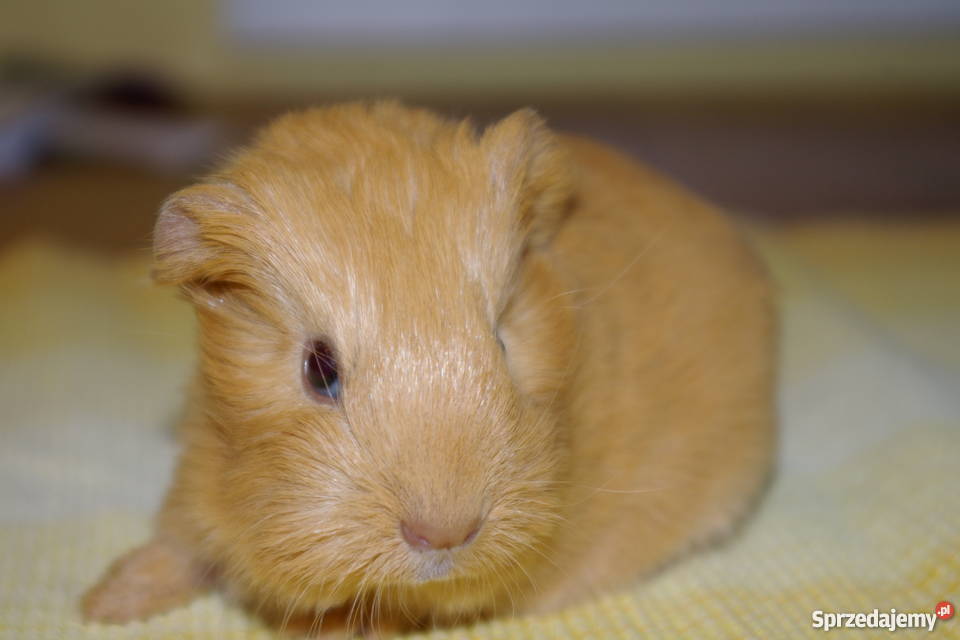 Świnka morska sheltie Krosno