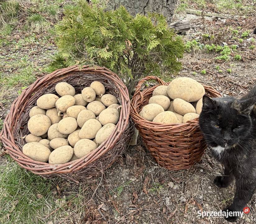 Ziemniaki tajfun do jedzenia i sadzenia Rośliny okopowe Wadowice