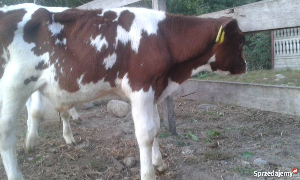sprzedam byczki mieszance i ncb Waganiec