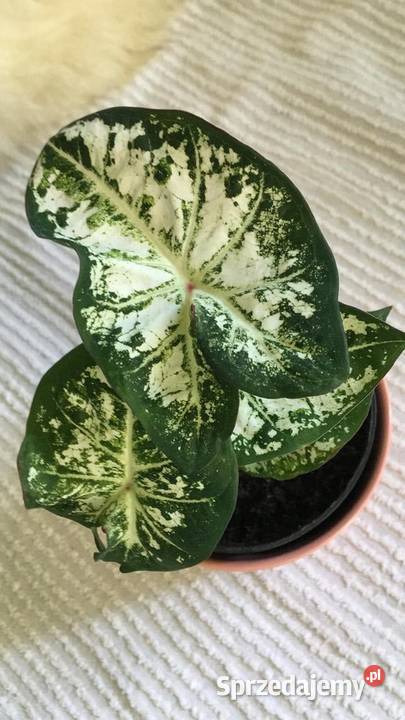caladium kaladium Warszawa