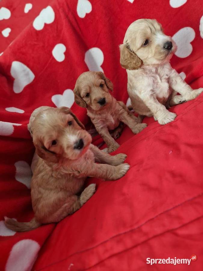 Cockapoo kokapo cocker spanielpudel Piaseczno