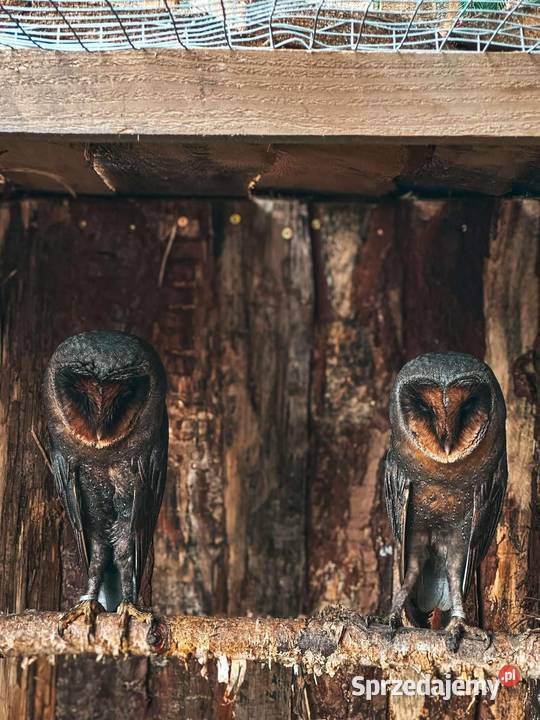 Sowa Płomykówka Czarna Tyto Alba Melanią Black śląskie Marklowice Górne
