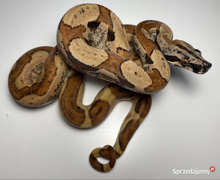 Węże boa cesarskie samice i samce śląskie Rybnik