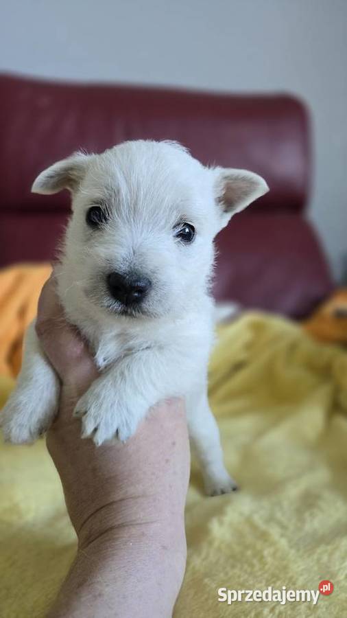 West highland white terrier suczka westi zkwp Piątkowisko