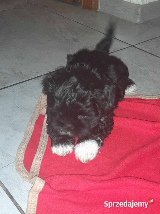 Pieski shihtzu Szczebrzeszyn