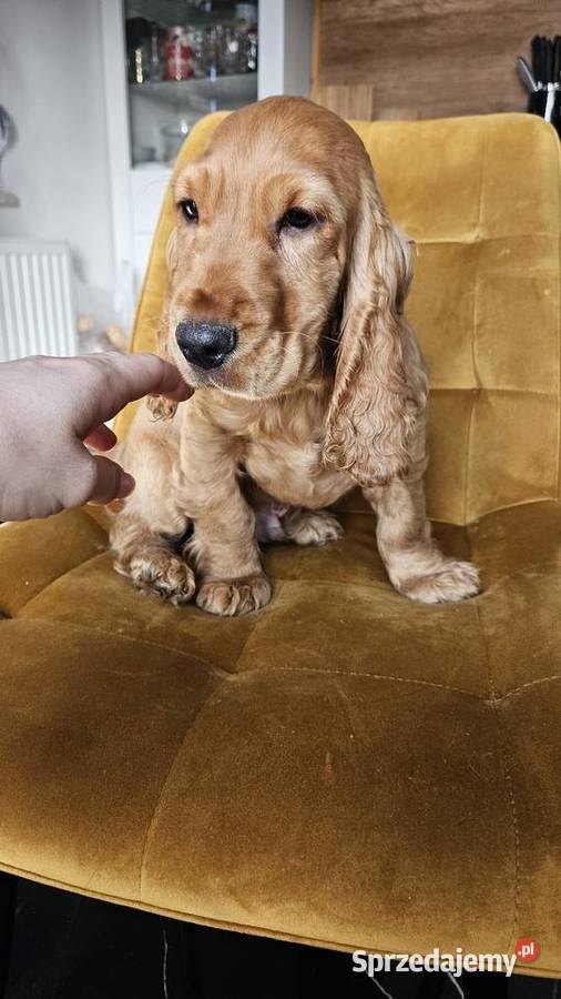Cocker spaniel piesek Busko-Zdrój