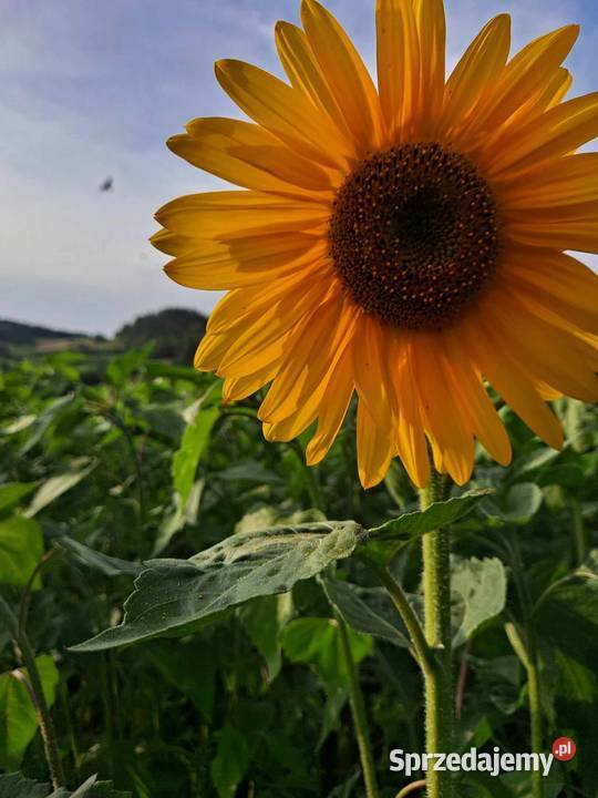Sprzedam kwiaty słonecznika 1 sztuka Pozostałe Przyszowa sprzedam