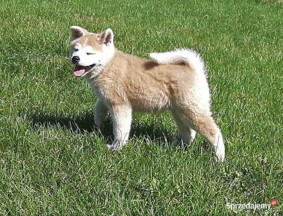 Akita Inu czerwone i białe Akita Radzyń Podlaski