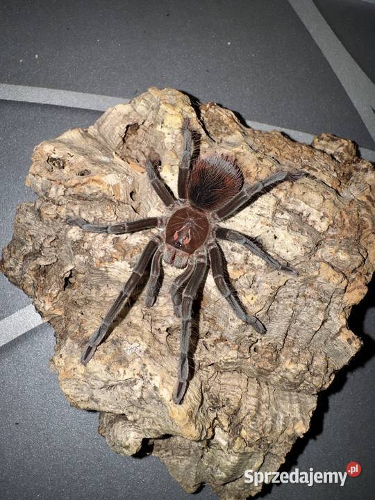 Pamphobeteus sp cascada 4DC podrostek Kraków