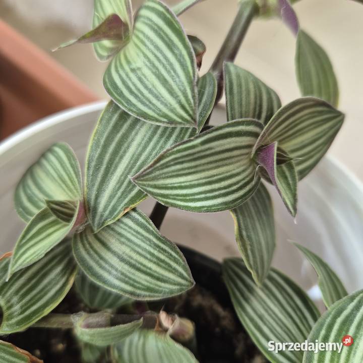 Trzykrotki tradescantia 24 różne odmiany w tym mazowieckie Skuły