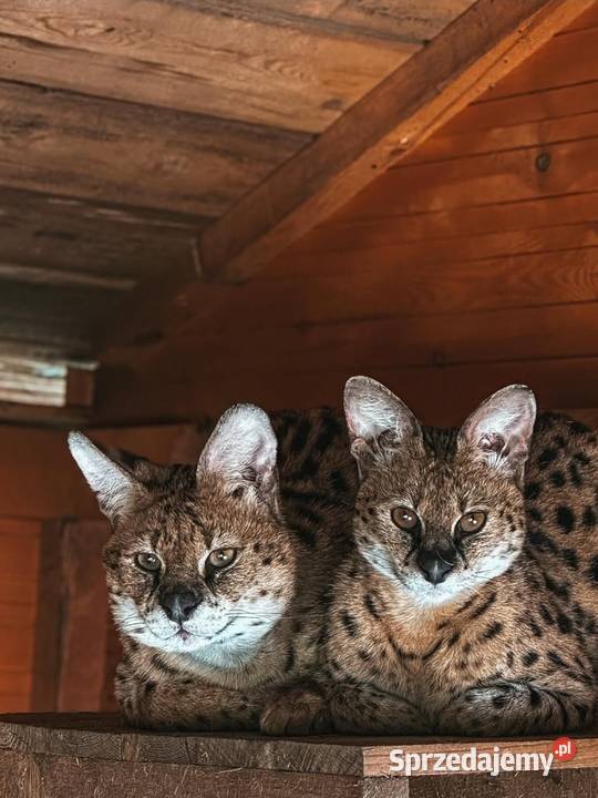 Para hodowlana Serwal Afrykański serval serval z Marklowice Górne