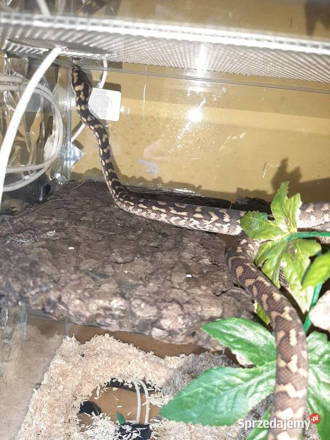 Wąż nadrzewny Wąż niezbozowy Płock