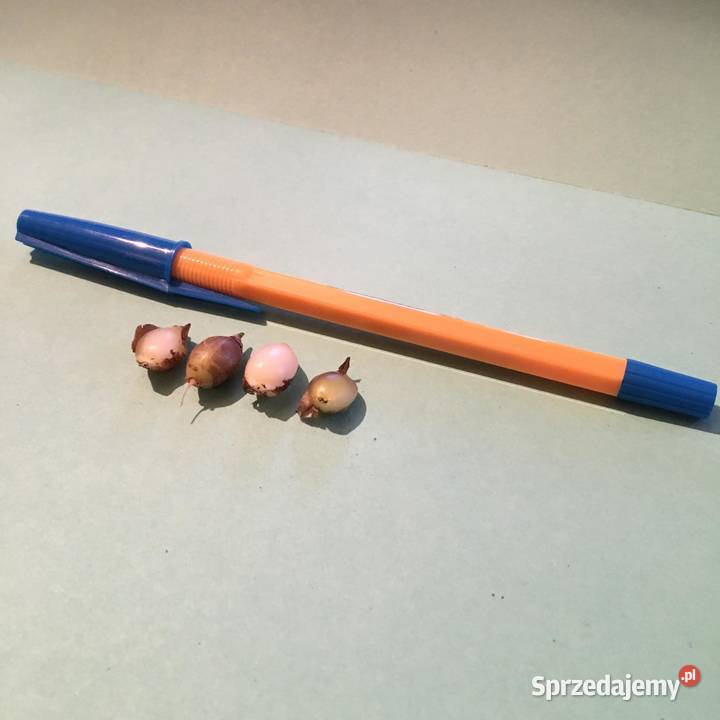 Walota speciosa Ogród Warszawa