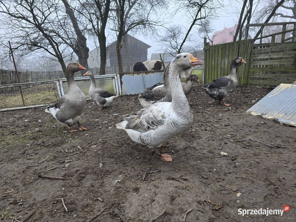 Gęsi chołmogory 2025 Radomsko