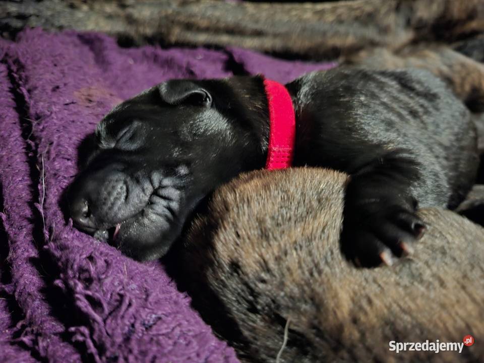 Owczarek Holenderski FCI szczeniaki Rumia