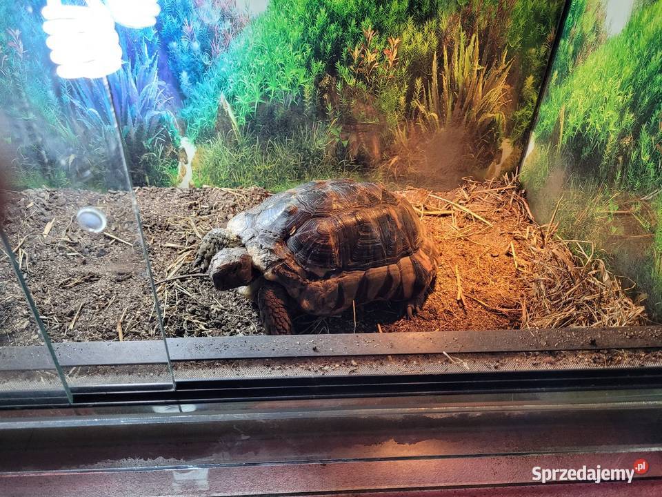 Żółw Obrzeżony Objezierze