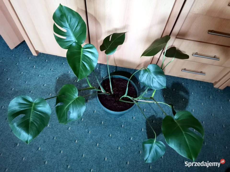 Monstera dziurawa Pozostałe Lublin