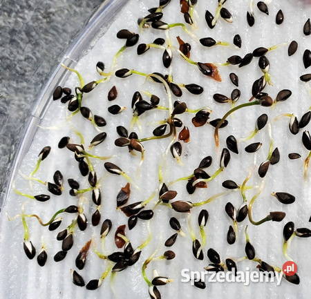 NASIONA Lipa drobnolistna Tilia cordata Puławy