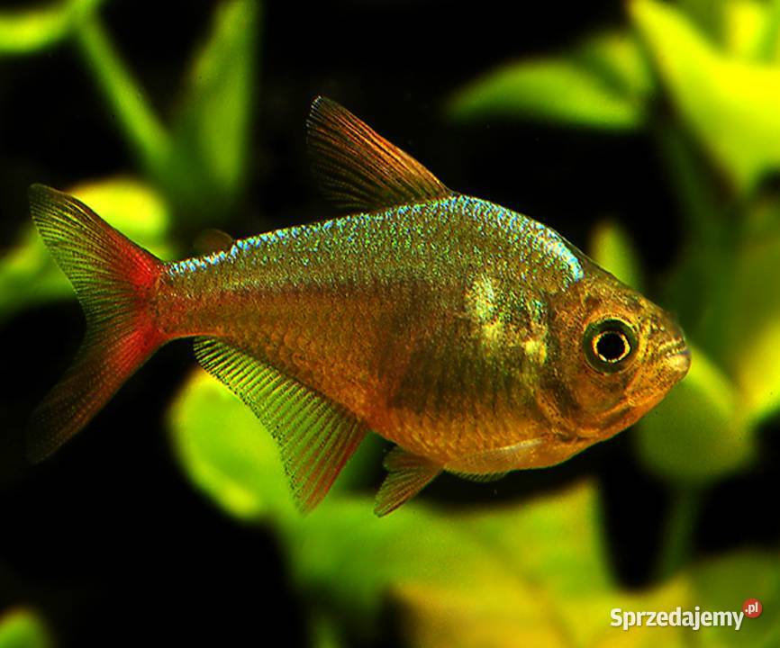 Bystrzyk kolumbijski Hyphessobrycon columbianus Gdańsk