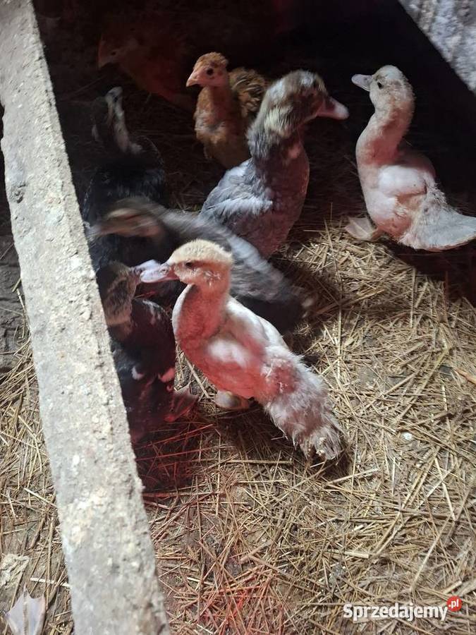 Do sprzedania młode kaczki Łososina Dolna