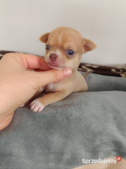 Suczka Chihuahua krótkowłosa liliowa rodowód Chihuahua Bełchatów