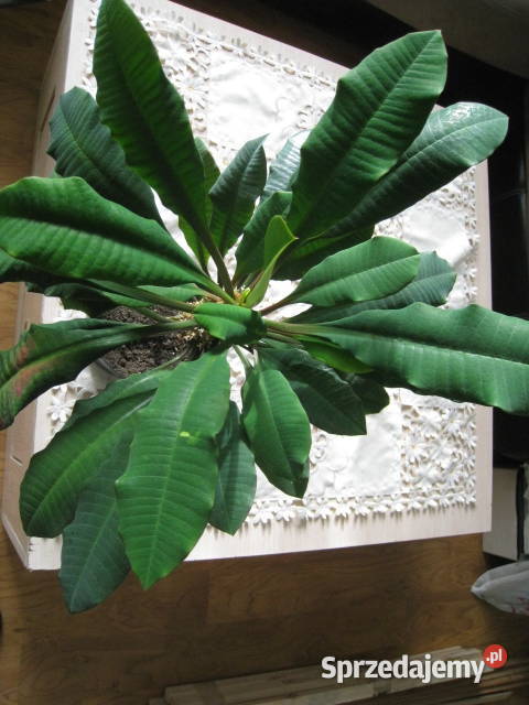 Wilczomlecz białounerwiony Benjamin Częstochowa