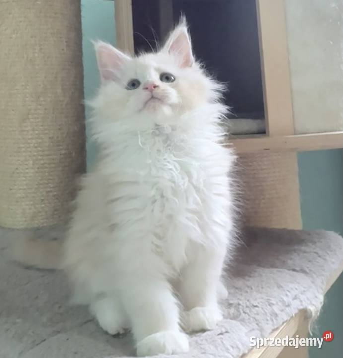 Maine Coon Śliczna Nemezis dolnośląskie Wińsko