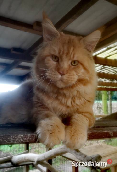 Olbrzymi kocur Maine Coon Wrocław