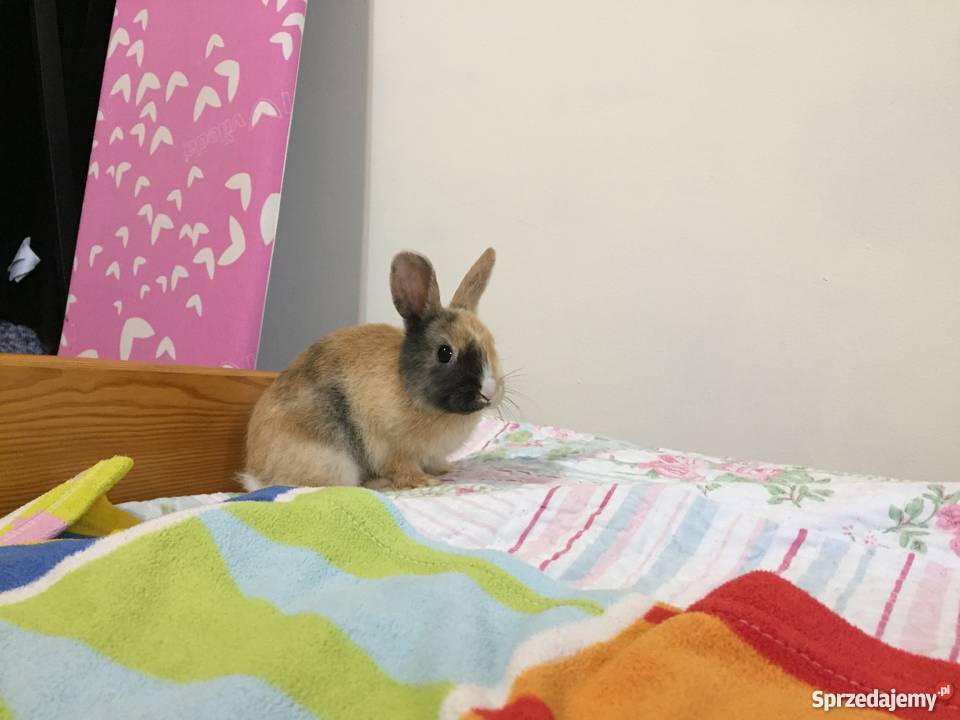 Królik miniaturka podkarpackie Rzeszów