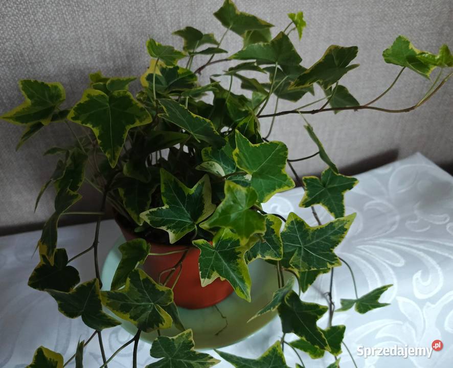 Roślina doniczkowa bluszcz Hedera Helix Zielone łódzkie Łódź