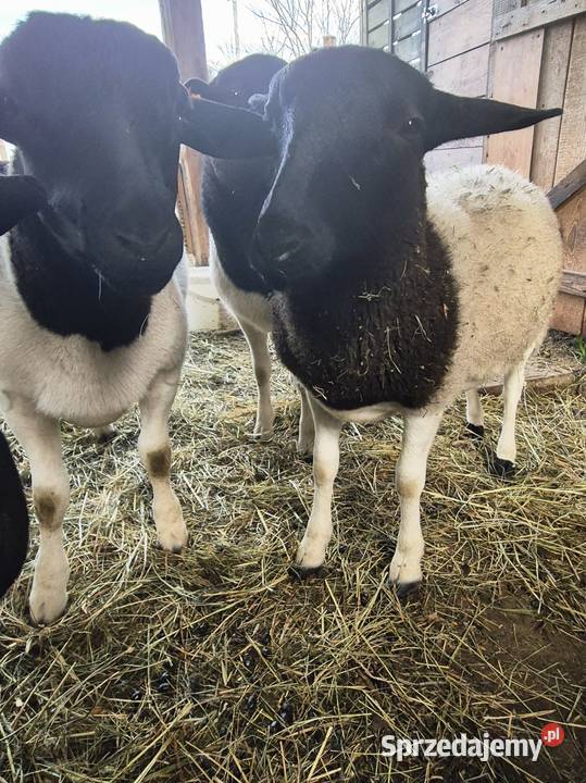 Baranek Dorper Kastrat Owce Baran kujawsko-pomorskie