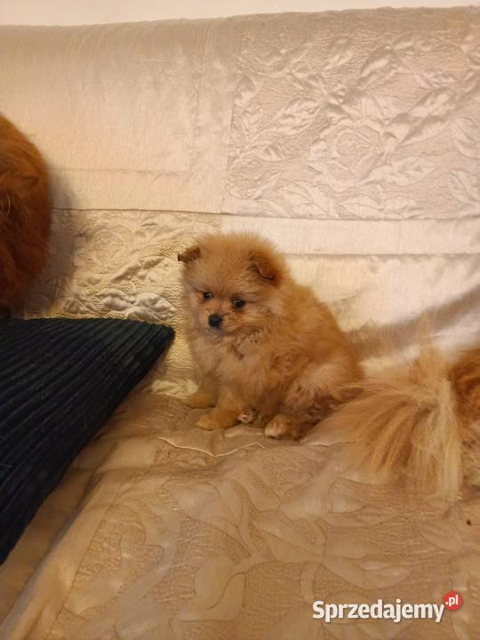 Słiczna maleńka sunia Pomeranian Rawa Mazowiecka sprzedam