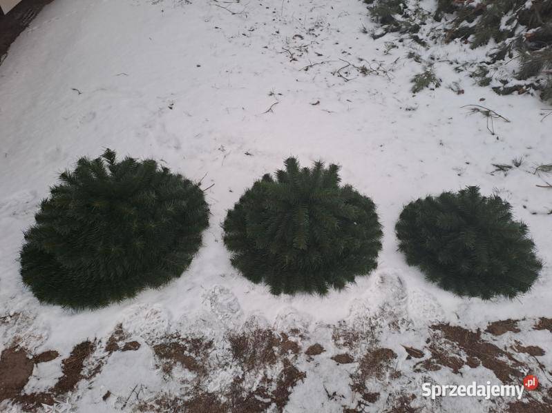 podkłady sztuczne pod wieńce wiązanki stroiki Sierpc