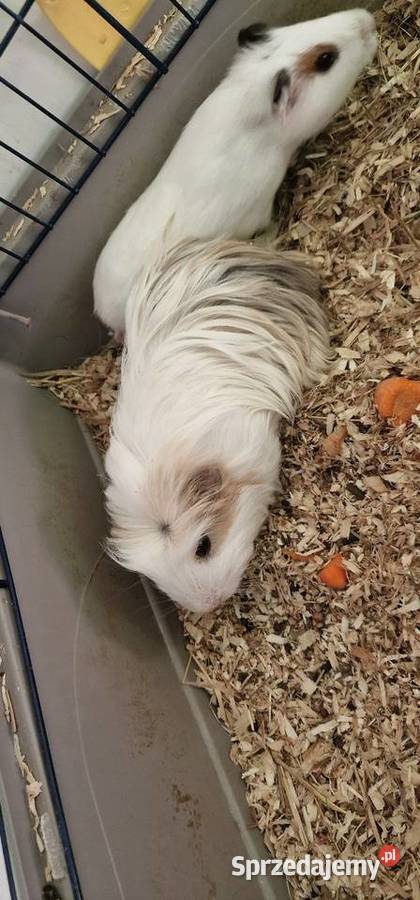 Sprzedam młodego samczyk świnki morskiej Gdynia