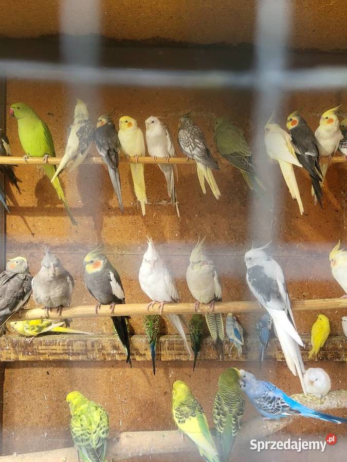 Papugi nimfy młodziutkie Wrocław