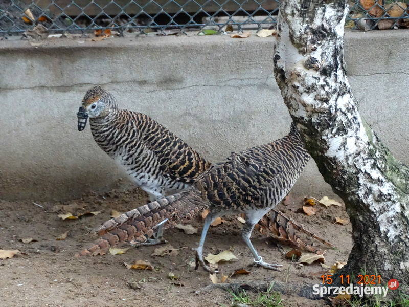 Sprzedam Bażant Bażanty Diamentowe z 2021r Gostyń