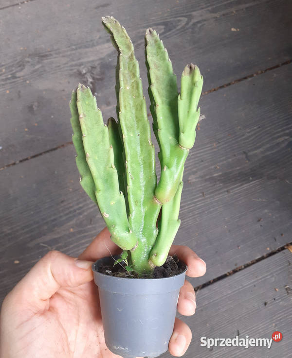 Stapelia grandiflora 5 duże włochate kwiaty Kaktusy i sukulenty Kraków