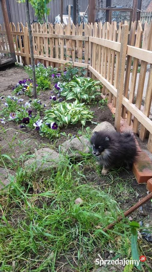 Szpic miniaturowy pomeranian malutki Zakrzewo