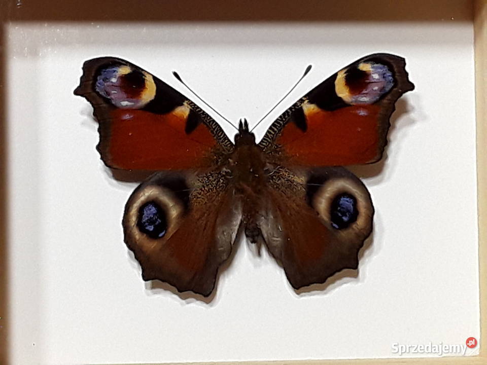 Motyl w ramce 10 x 8 Aglais io Rusałka pawik wielokolorowy Dekoracje i ozdoby Szczecin