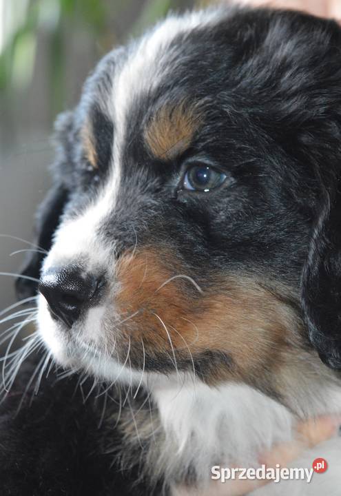 Śliczne Berneńskie psy pasterskie Berneński Pies Pasterski