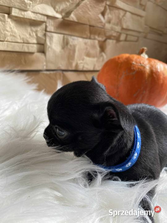 CHIHUAHUA DWIE PIĘKNE SUNIE I PIESEK Warszawa sprzedam
